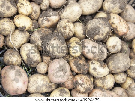 Farm potato just from the ground