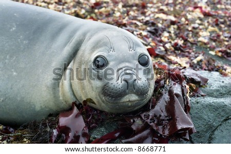 Baby Seal Pillow