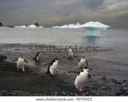 platoon of police (chinstrap) penguins