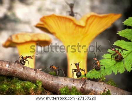 حياة نملة: 30 صورة مذهلة لعالم النمل من إبداع المصور أندريه بافلوف Stock-photo-meeting-council-in-anthill-fantasy-27159220