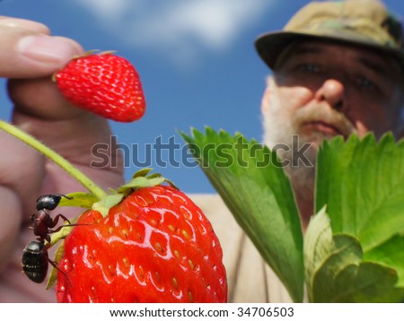 garden ant face to face with farmer, holding strawberry