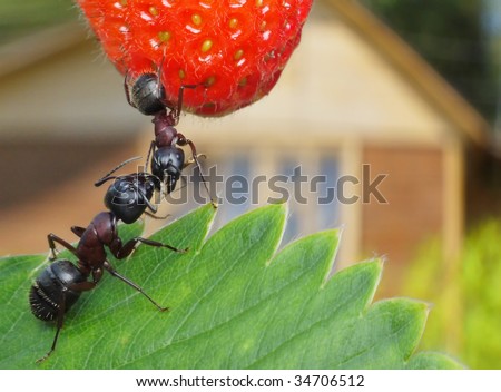 kissing garden ants , strawberry , and summerhouse at background