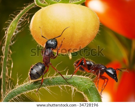 حياة نملة: 30 صورة مذهلة لعالم النمل من إبداع المصور أندريه بافلوف Stock-photo-garden-ants-checking-tomato-jungles-34728196