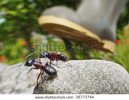 Ants Feet