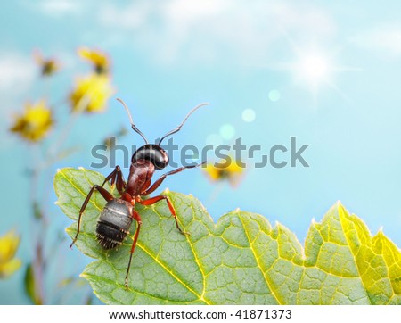 حياة نملة: 30 صورة مذهلة لعالم النمل من إبداع المصور أندريه بافلوف Stock-photo-garden-ant-catching-sun-beam-sitting-on-leaf-in-the-garden-41871373