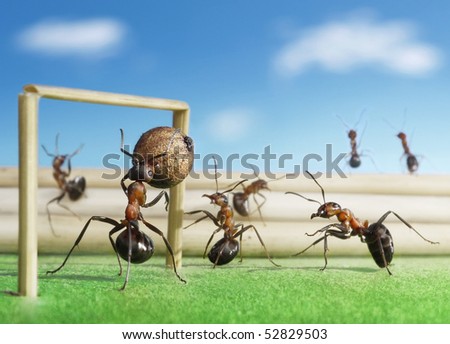 micro football - ants playing soccer with black pepper seed