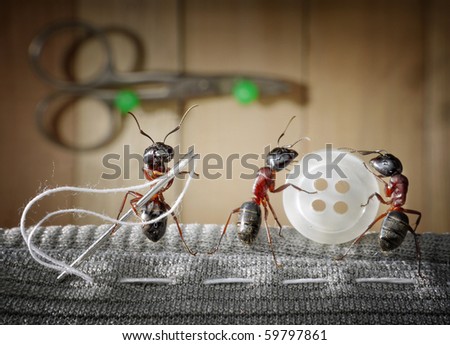 حياة نملة: 30 صورة مذهلة لعالم النمل من إبداع المصور أندريه بافلوف Stock-photo-tailor-ant-and-team-of-ants-sewing-wear-with-needle-59797861