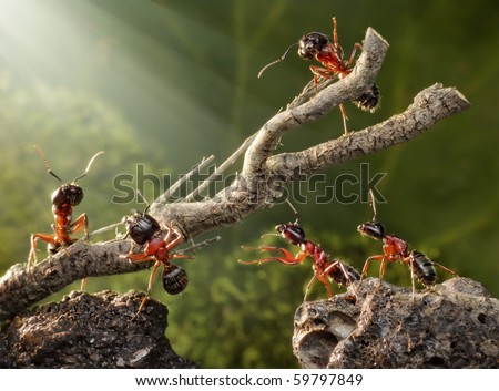 team of ants breaking down dead tree