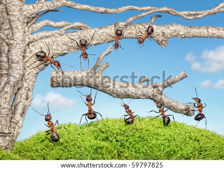 حياة نملة: 30 صورة مذهلة لعالم النمل من إبداع المصور أندريه بافلوف Stock-photo-team-of-ants-taking-branch-from-old-mighty-tree-59797825