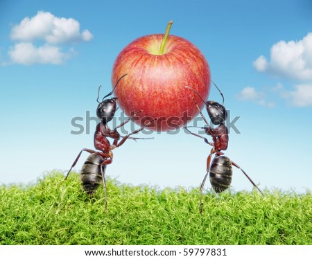 حياة نملة: 30 صورة مذهلة لعالم النمل من إبداع المصور أندريه بافلوف Stock-photo-two-ants-holding-red-apple-59797831