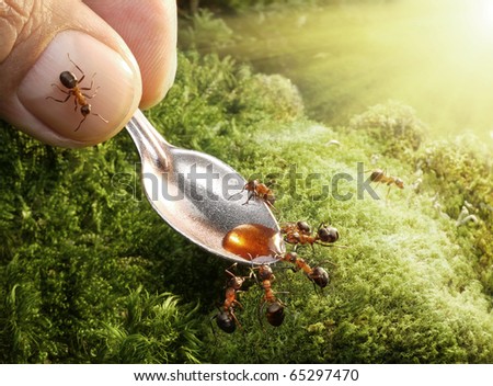 حياة نملة: 30 صورة مذهلة لعالم النمل من إبداع المصور أندريه بافلوف Stock-photo-human-feeding-ants-with-syrup-65297470