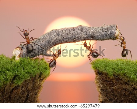 stock photo : team of ants constructing bridge over water on sunrise or sunset