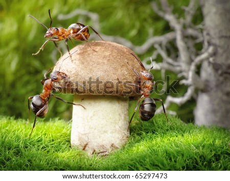 team of ants harvesting, mushrooms are important food for ants