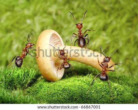 حياة نملة: 30 صورة مذهلة لعالم النمل من إبداع المصور أندريه بافلوف Stock-photo-team-of-ants-work-mushrooming-teamwork-66867001