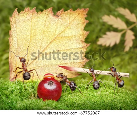 حياة نملة: 30 صورة مذهلة لعالم النمل من إبداع المصور أندريه بافلوف Stock-photo-blank-team-of-ants-writing-on-a-postcard-place-your-text-67752067