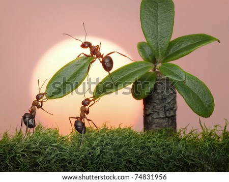 حياة نملة: 30 صورة مذهلة لعالم النمل من إبداع المصور أندريه بافلوف Stock-photo-team-of-ants-cutting-leaves-of-palm-on-sunset-or-sunrise-teamwork-74831956