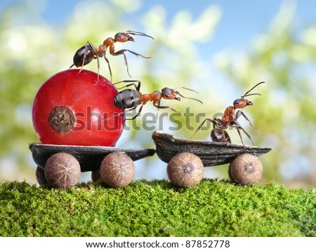 حياة نملة: 30 صورة مذهلة لعالم النمل من إبداع المصور أندريه بافلوف Stock-photo-team-of-ants-delivers-red-currant-with-trailer-of-sunflower-seeds-teamwotk-87852778