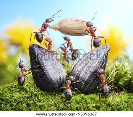حياة نملة: 30 صورة مذهلة لعالم النمل من إبداع المصور أندريه بافلوف Stock-photo-team-of-ants-harvesting-sunflower-crops-agriculture-teamwork-93096367