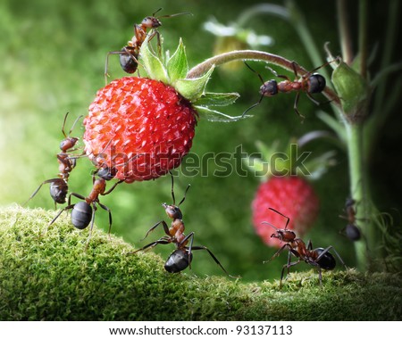 حياة نملة: 30 صورة مذهلة لعالم النمل من إبداع المصور أندريه بافلوف Stock-photo-team-of-ants-gathering-wild-strawberry-agriculture-teamwork-focused-on-nearest-workers-93137113
