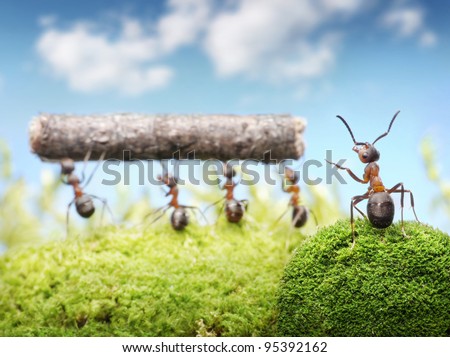 chief managing teamwork of ants