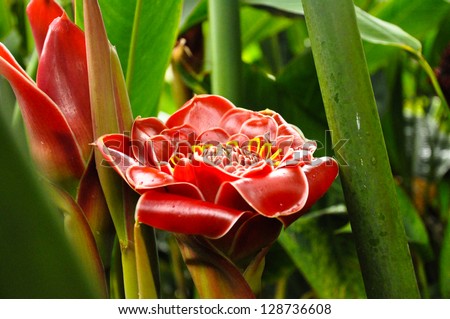 A plastic looking red exotic flower in the Tropical Greenhouse of the Auckland Domain, New Zealand