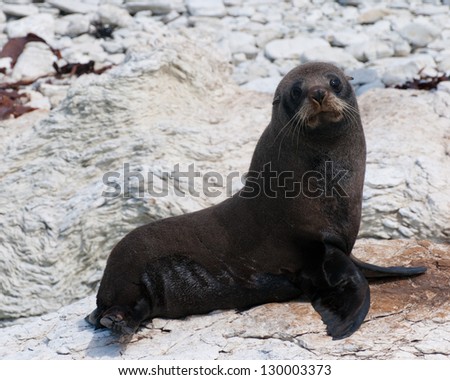 New Zealand Fur Seal at Kaikoura Seal Colony, New Zealand