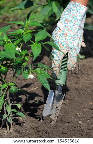 Woman working in the garden, weed val.