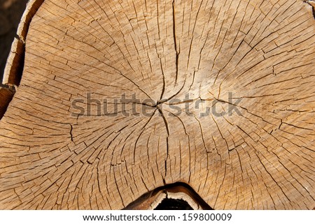 Chopped wood tribe photographed as a background.