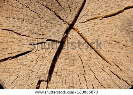 detail with wood rings and cracks