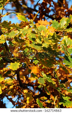 tree with colored leaves and blue sky