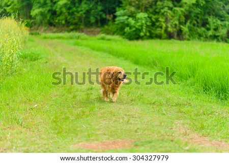 Golden retriever dog running on the green field funny