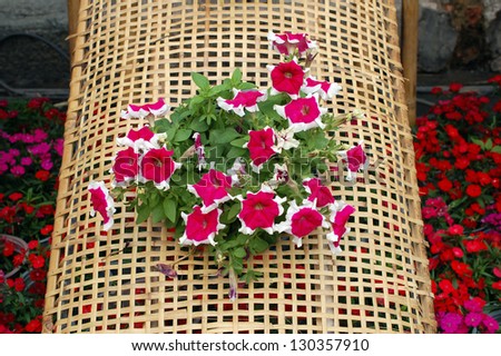 garden decoration with petunia and bamboo  net