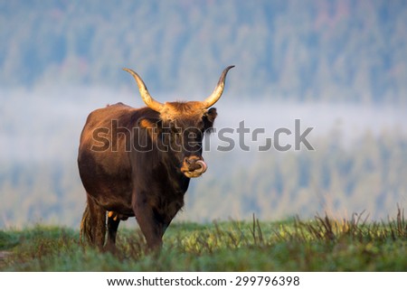 Wild cow portrait