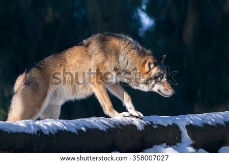 Wolf standing on a snow covered log, looking down and ahead