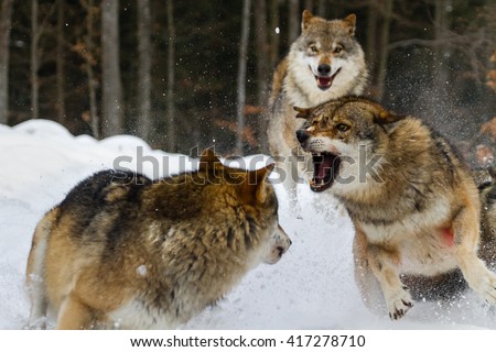 Two wolves fighting on snow with third one watching from behind