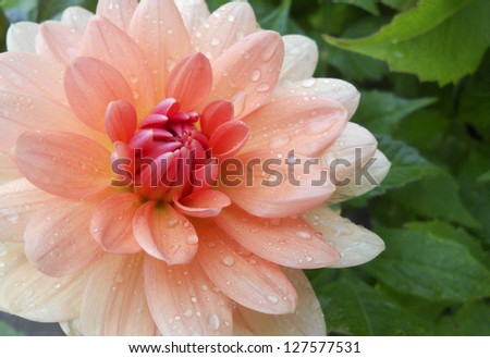 Dahlia with water drops. This beautiful and symbolic flower is native to Central America and the national flower of Mexico