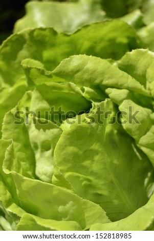 Green, fresh and natural lettuce for a delicious salad. Ingredient for a healthy diet