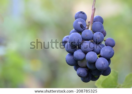 Red and natural grapes in vineyard, wine business