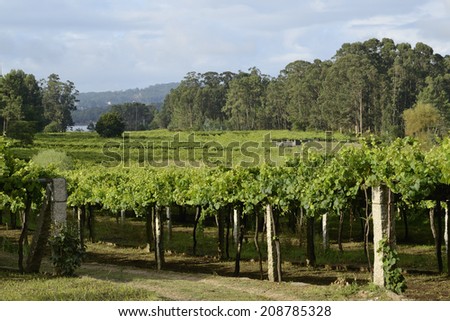 Vineyard, white wine business