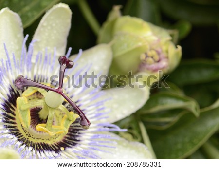 Passion flower closeup with water drops, insect and green leaves