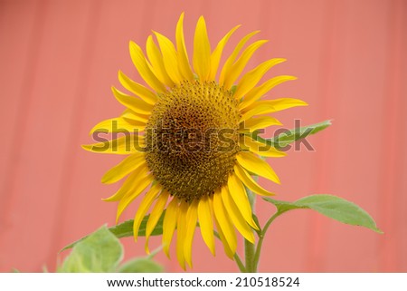 Sunflower, green leaves, red background