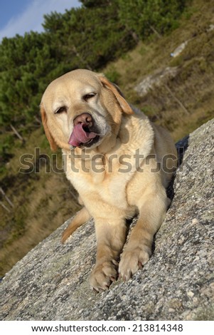 Funny labrador dog with its tongue out enjoys the flavor of a snack. Pet in nature with green forest