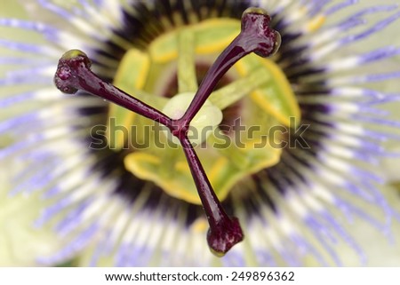 Passion flower macro and aerial view. Exotic flower with water drops