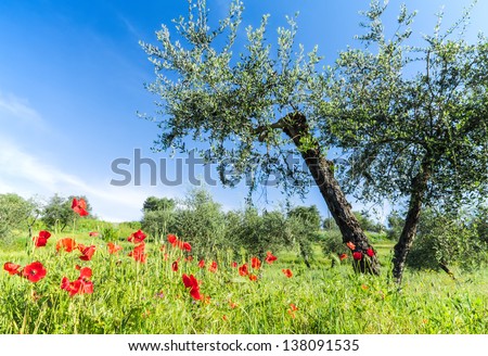 In a Tuscan landscape the red poppies adorn fields with olive trees that produce an oil among the best in the world