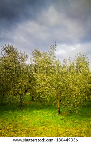 Olive trees at spring in the Tuscan countryside (Italy).