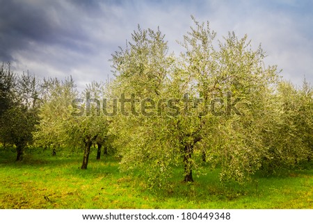 Olive trees at spring in the Tuscan countryside.