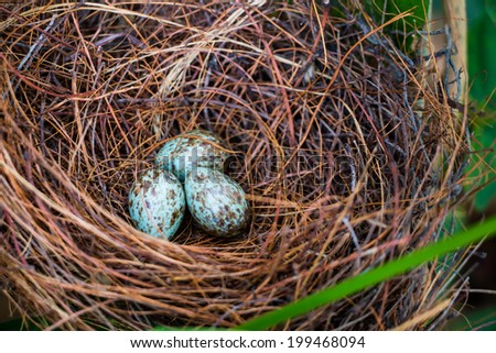 Bird nest and eggs on tree