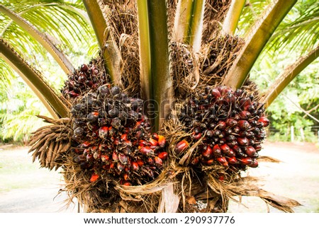 Palm fruit on tree