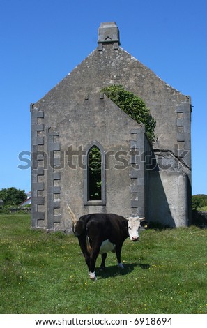 Irish Cow and Old Building