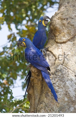 Wild Hyacinth Macaws In The Pantanal, Brazil